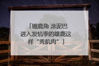 缠鹿角 涂泥巴 进入发情季的雄鹿这样“秀肌肉”